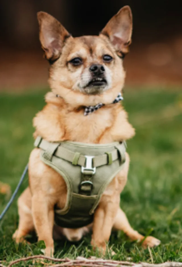 Small brown Chihuahua sitting in grass with a harness on 